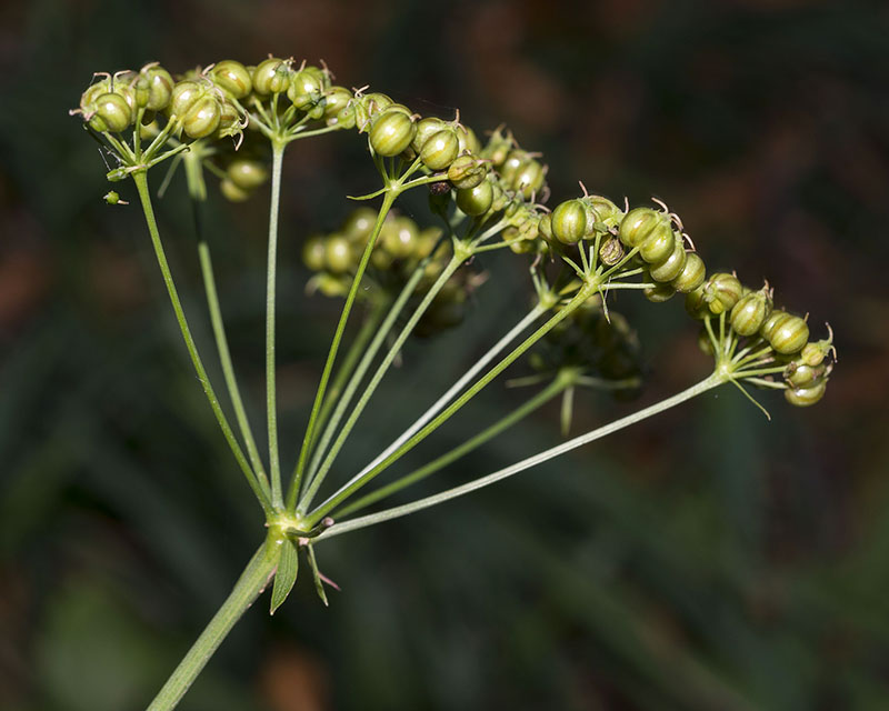 Physospermum cornubiense / Fisospermo di Cornovaglia